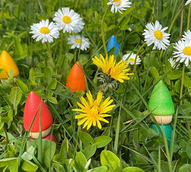 grapat rainbow tomten in daisies and dandelion