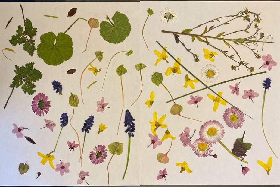 pressed wild flowers