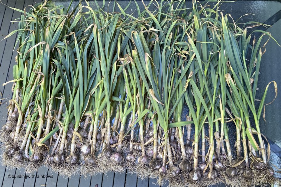 freshly harvested hard neck garlic